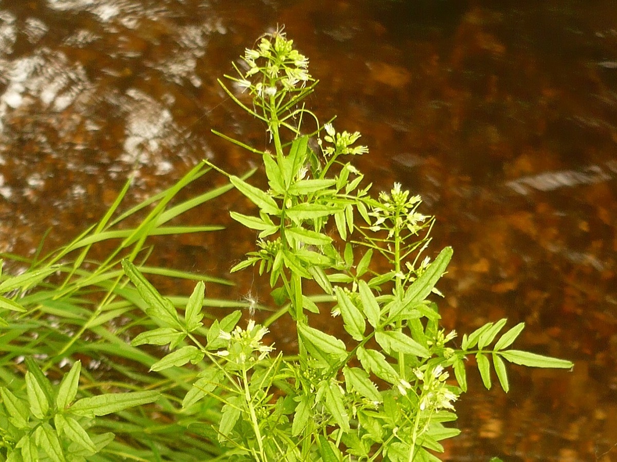 Cardamine impatiens (Brassicaceae)